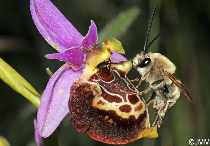 Ophrys calypsus