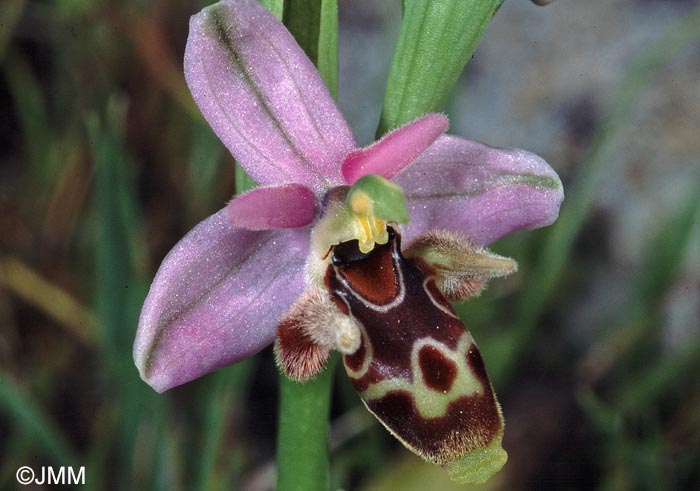 Ophrys cornutula