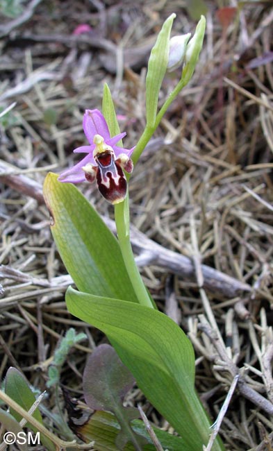 Ophrys cornutula