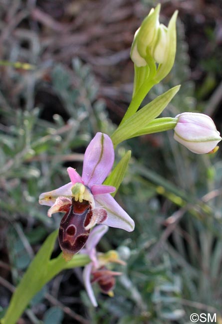 Ophrys cornutula