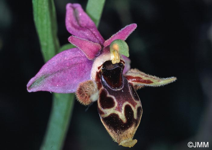 Ophrys cornutula