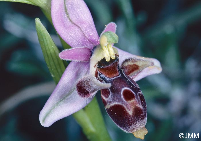 Ophrys cornutula