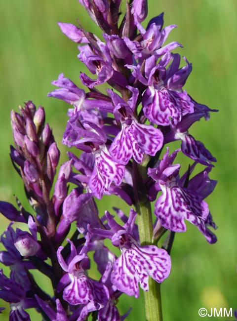Dactylorhiza bucovina