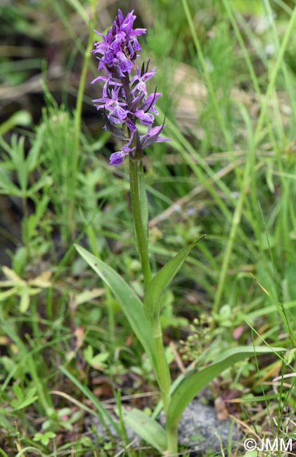 Dactylorhiza carpatica
