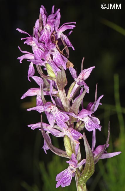 Dactylorhiza carpatica