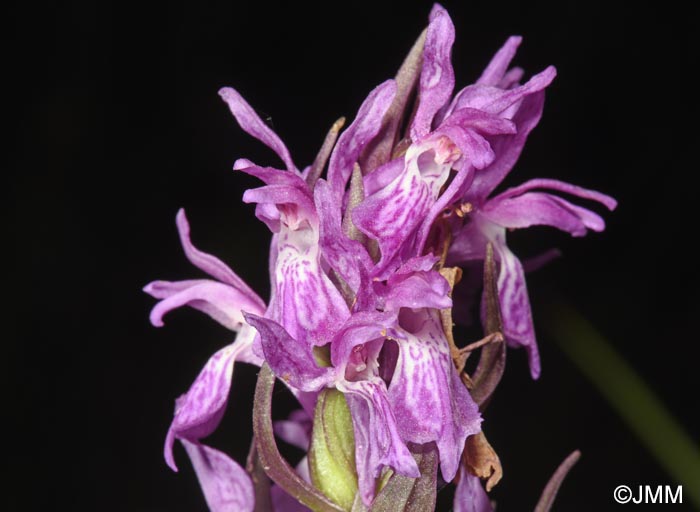 Dactylorhiza carpatica