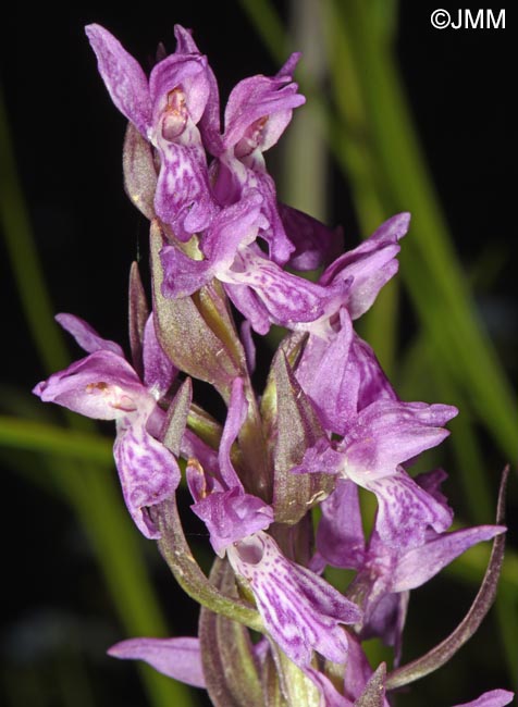 Dactylorhiza carpatica
