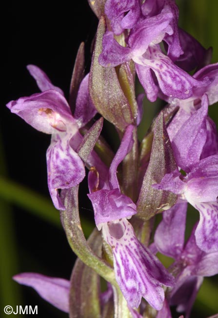 Dactylorhiza carpatica