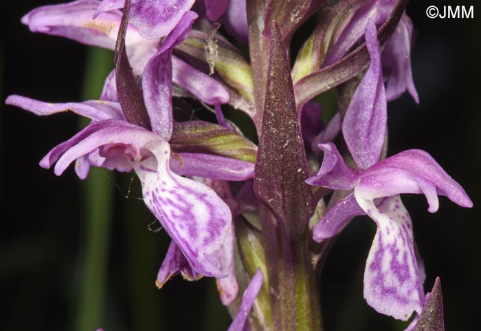 Dactylorhiza carpatica
