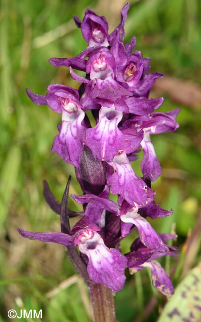Dactylorhiza cordigera