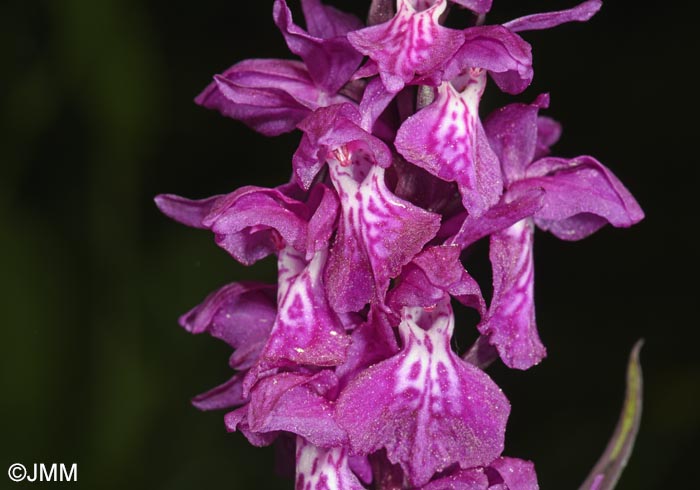 Dactylorhiza cordigera