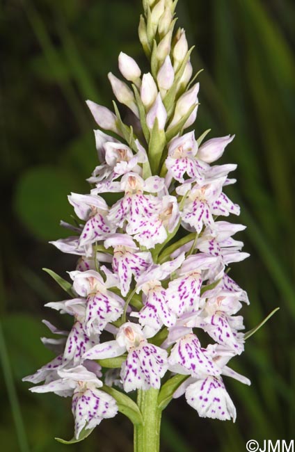 Dactylorhiza maculata subsp. sooana = Dactylorhiza fuchsii var. sooana