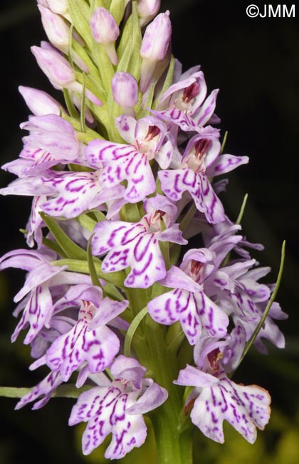 Dactylorhiza maculata subsp. sooana = Dactylorhiza fuchsii var. sooana