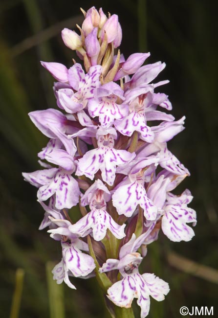 Dactylorhiza maculata subsp. sooana = Dactylorhiza fuchsii var. sooana