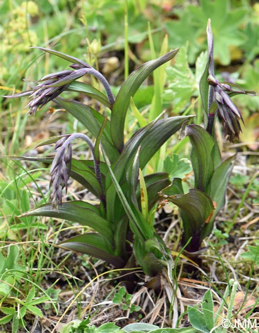Epipactis atrorubens