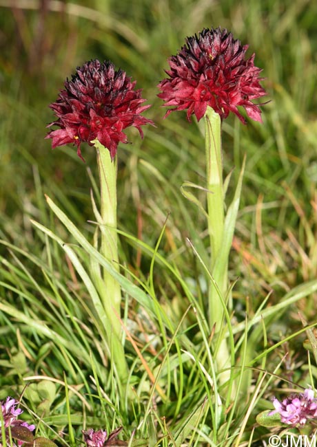 Gymnadenia bucegiana
