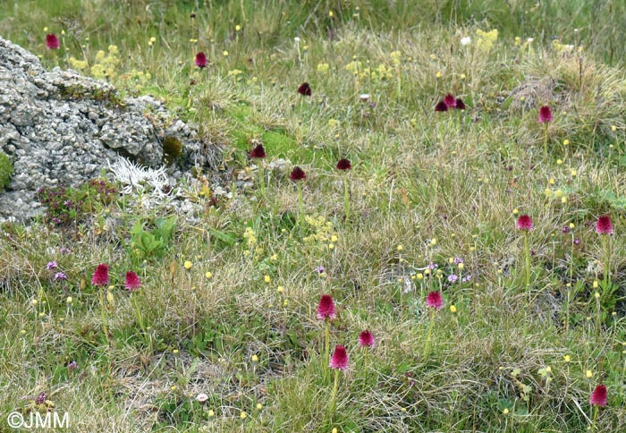 Gymnadenia bucegiana & Gymnadenia winkeliana