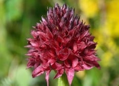 Gymnadenia bucegiana