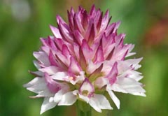 Gymnadenia carpatica