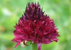 Gymnadenia suceveana