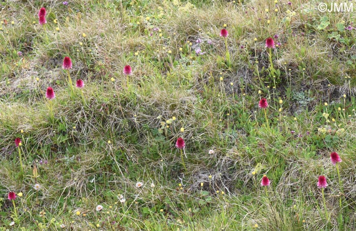 Gymnadenia winkeliana