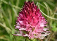 Gymnadenia winkeliana