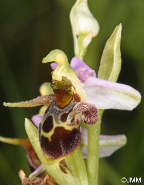 Ophrys oestrifera =? Ophrys cornuta