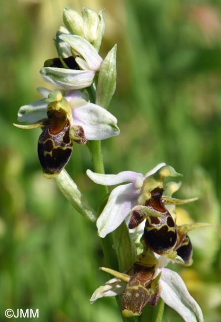Ophrys oestrifera =? Ophrys cornuta