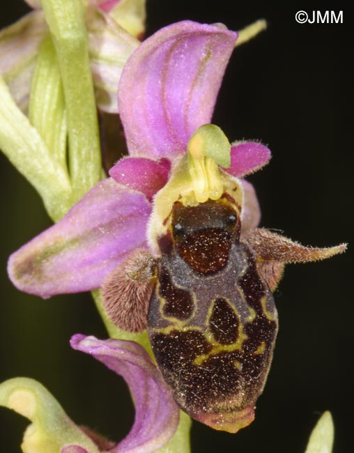 Ophrys oestrifera =? Ophrys cornuta