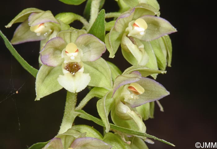 Epipactis tremolsii subsp. latina = Epipactis latina = Epipactis helleborine subsp. latina