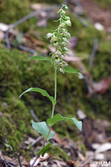 Epipactis tremolsii subsp. latina = Epipactis latina = Epipactis helleborine subsp. latina