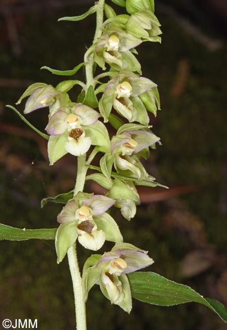 Epipactis tremolsii subsp. latina = Epipactis latina = Epipactis helleborine subsp. latina