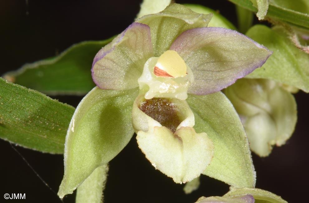 Epipactis tremolsii subsp. latina = Epipactis latina = Epipactis helleborine subsp. latina