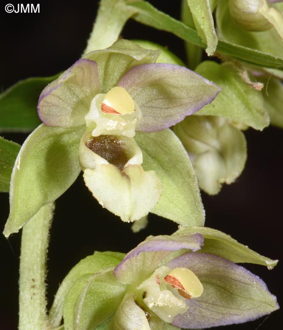 Epipactis tremolsii subsp. latina = Epipactis latina = Epipactis helleborine subsp. latina