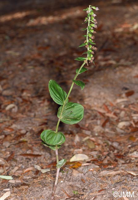 Epipactis tremolsii