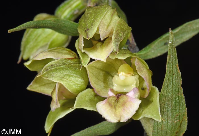 Epipactis tremolsii