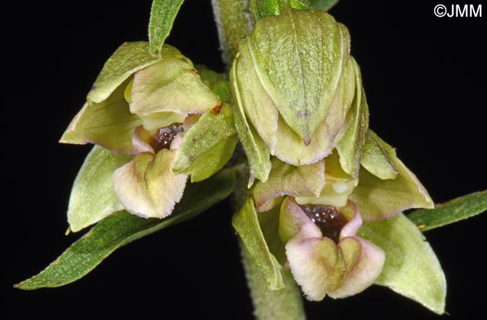 Epipactis tremolsii