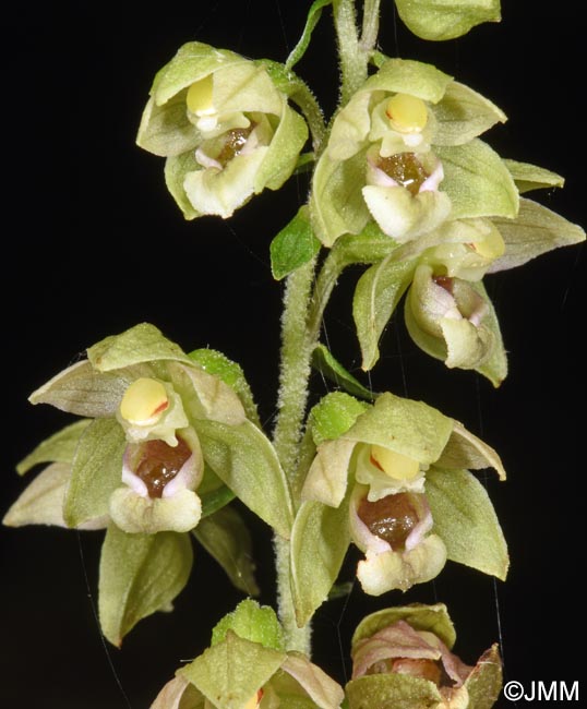 Epipactis tremolsii