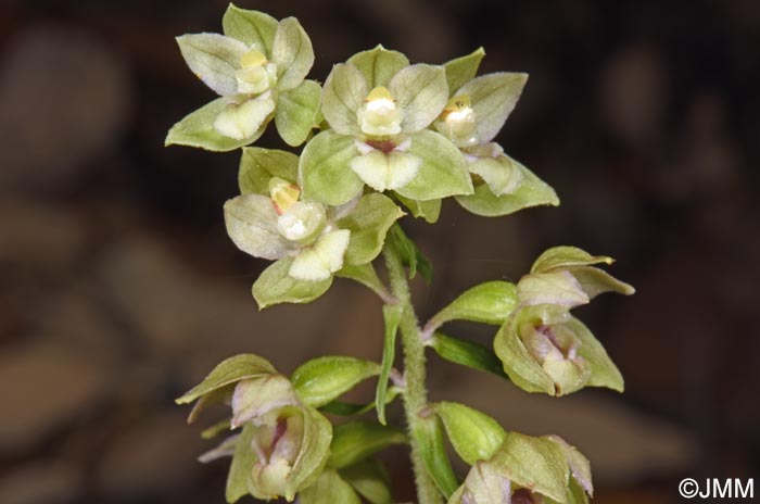 Epipactis tremolsii