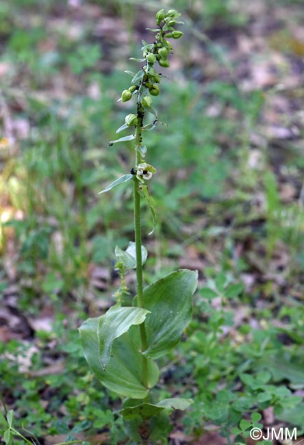 Epipactis tremolsii