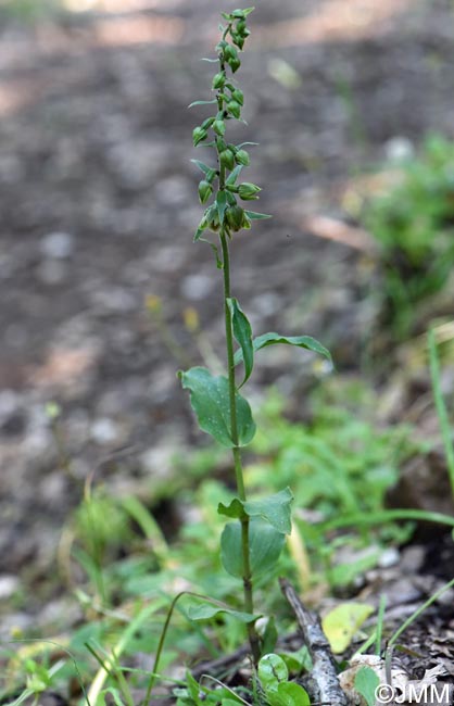 Epipactis tremolsii