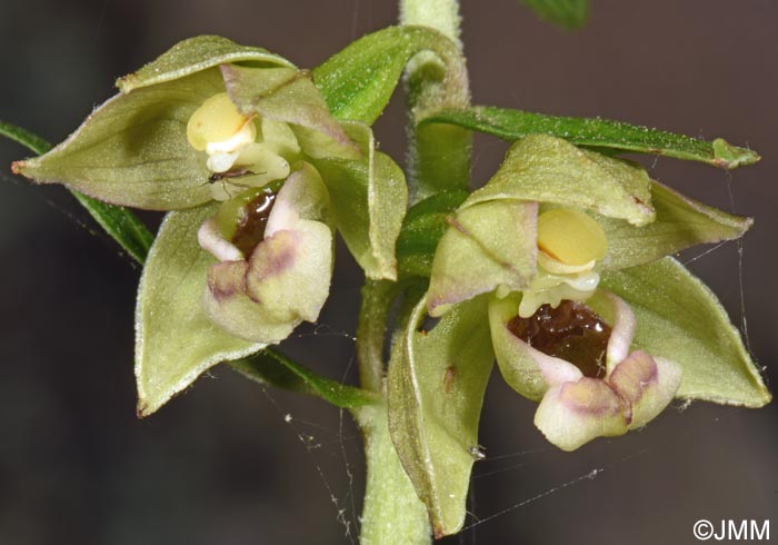 Epipactis tremolsii