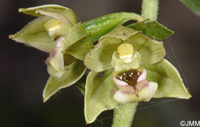 Epipactis tremolsii