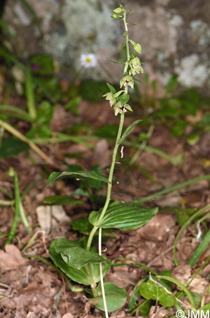 Epipactis tremolsii