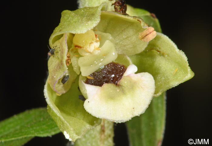 Epipactis tremolsii