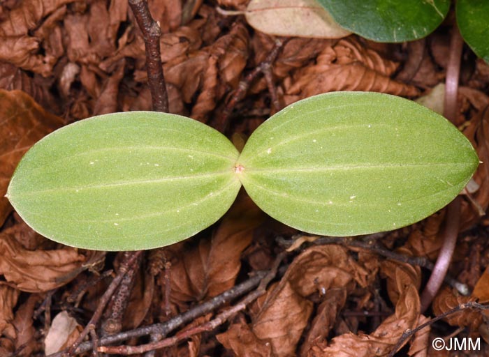 Listera ovata = Neottia ovata