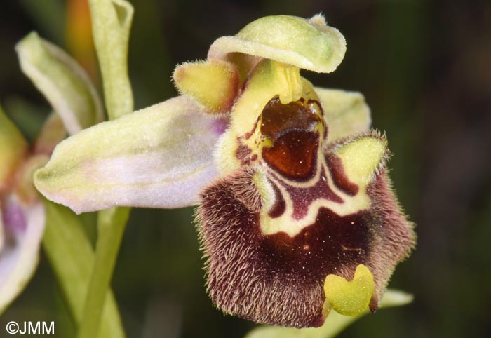 Ophrys annae