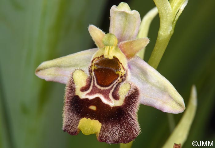 Ophrys annae