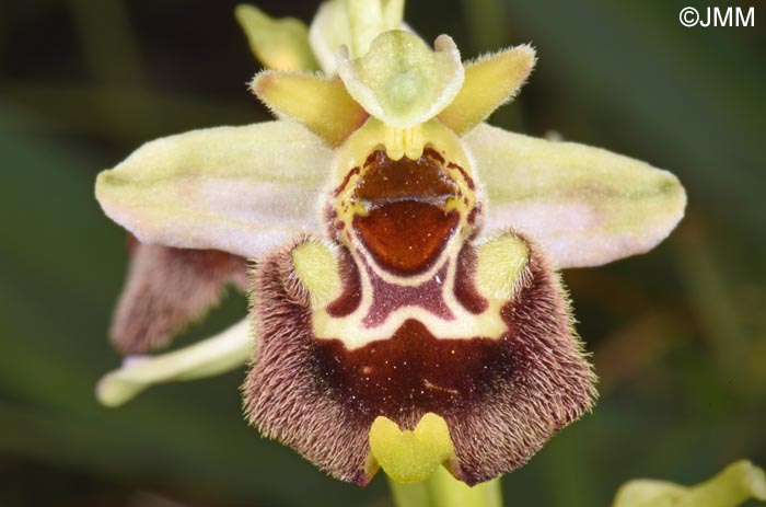 Ophrys annae