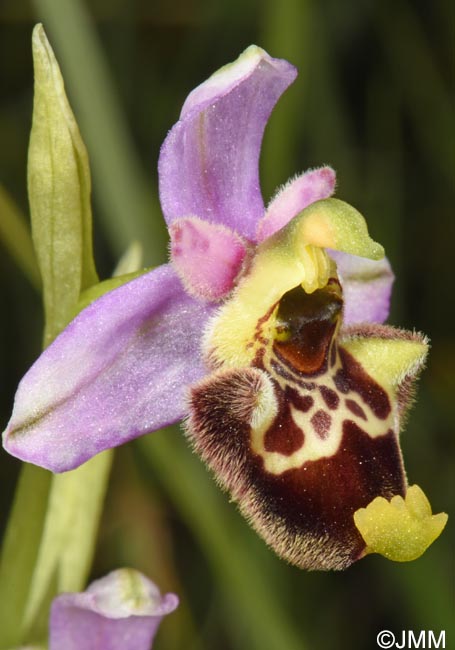 Ophrys annae